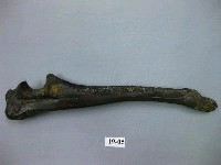 鬣狗肢骨藏品圖，第1張